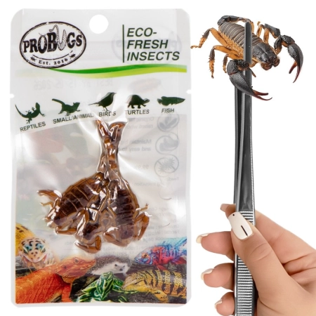 ProBugs Eco-Fresh Scorpion 3pcs - świeże skorpiony